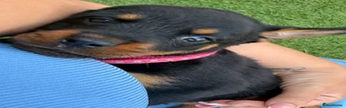 Rottweiler 5