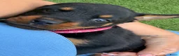 Rottweiler dogs for sale: 6 beautiful Rottweiler puppies  - Advert 8