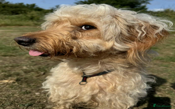 Mini Goldendoodle dogs for sale: Mini Goldendodole girls for sale - Image 6