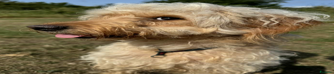 Mini Goldendoodle Puppy 1