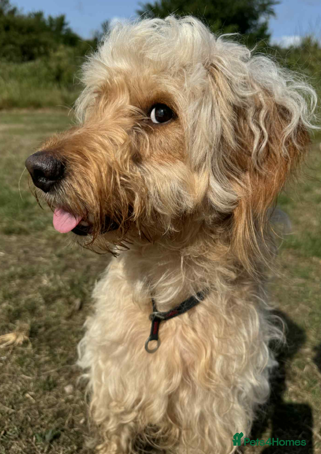 Mini Goldendoodle dogs for sale: Mini Goldendodole girls for sale - Image 6