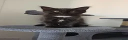Maine Coon cats for sale: Beautiful Maine Coon Kittens for Sale - Advert 11
