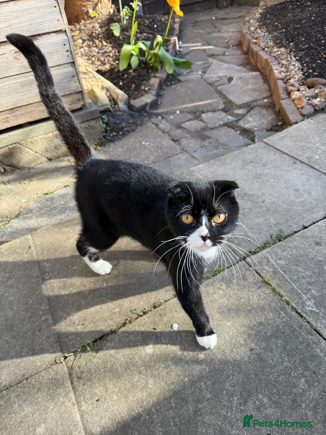 Mixed Breed cats for sale: Friendly Female Tuxedo Cat Looking for an new home - Advert 7
