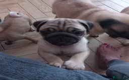 Pug dogs for sale: Pug puppies boys and girls  - Image 7