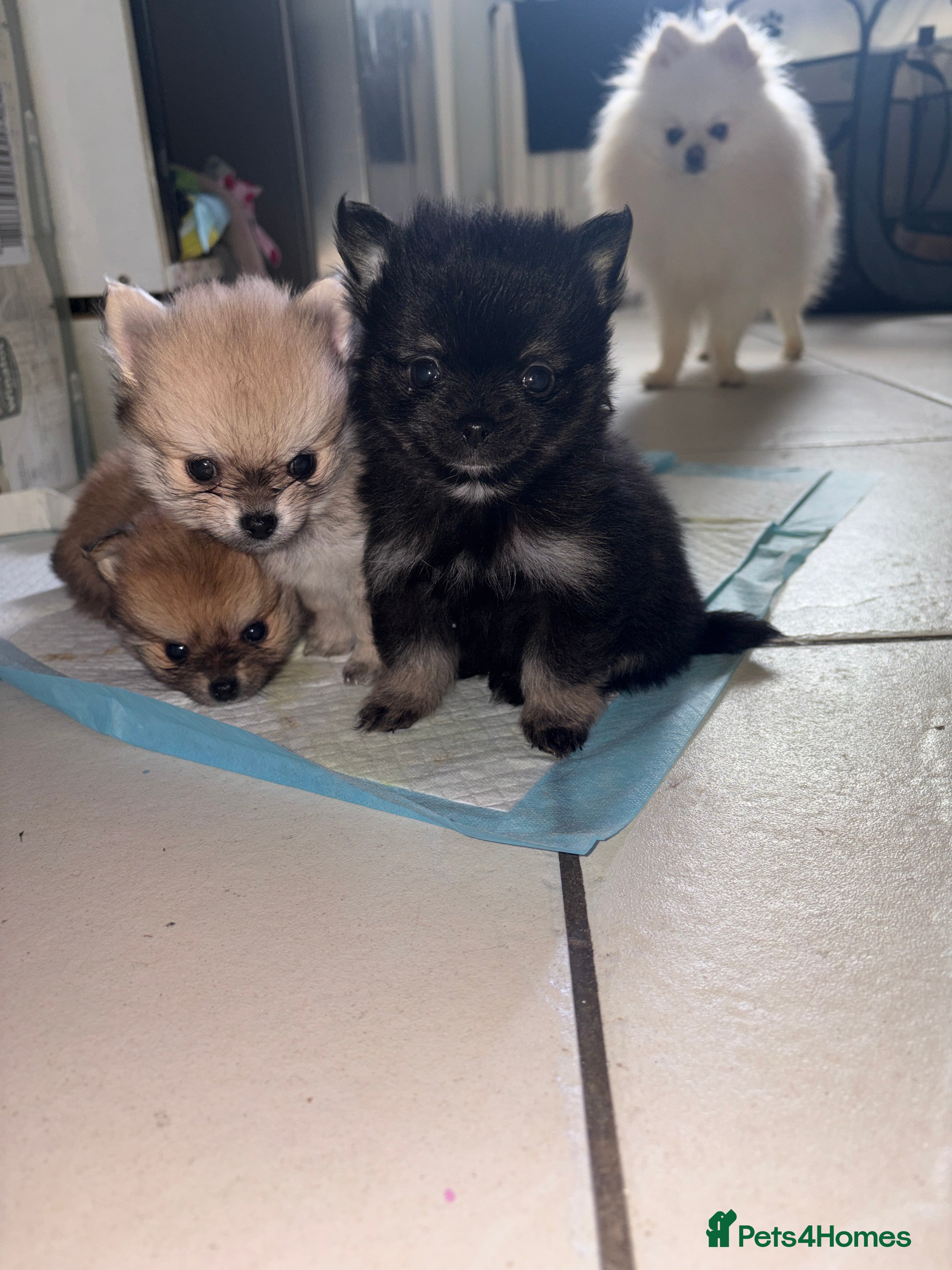 Pomchi dogs 4 Beautiful pomchis 🐶🐾 - Advert 6