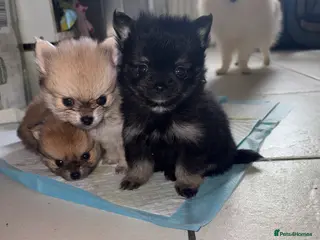 Pomchi dogs 4 Beautiful pomchis 🐶🐾 - Advert 6