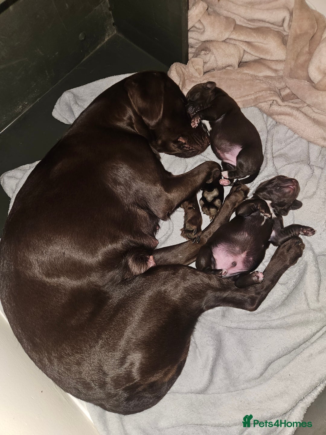 Springador dogs for sale: Two springador puppies - Image 13