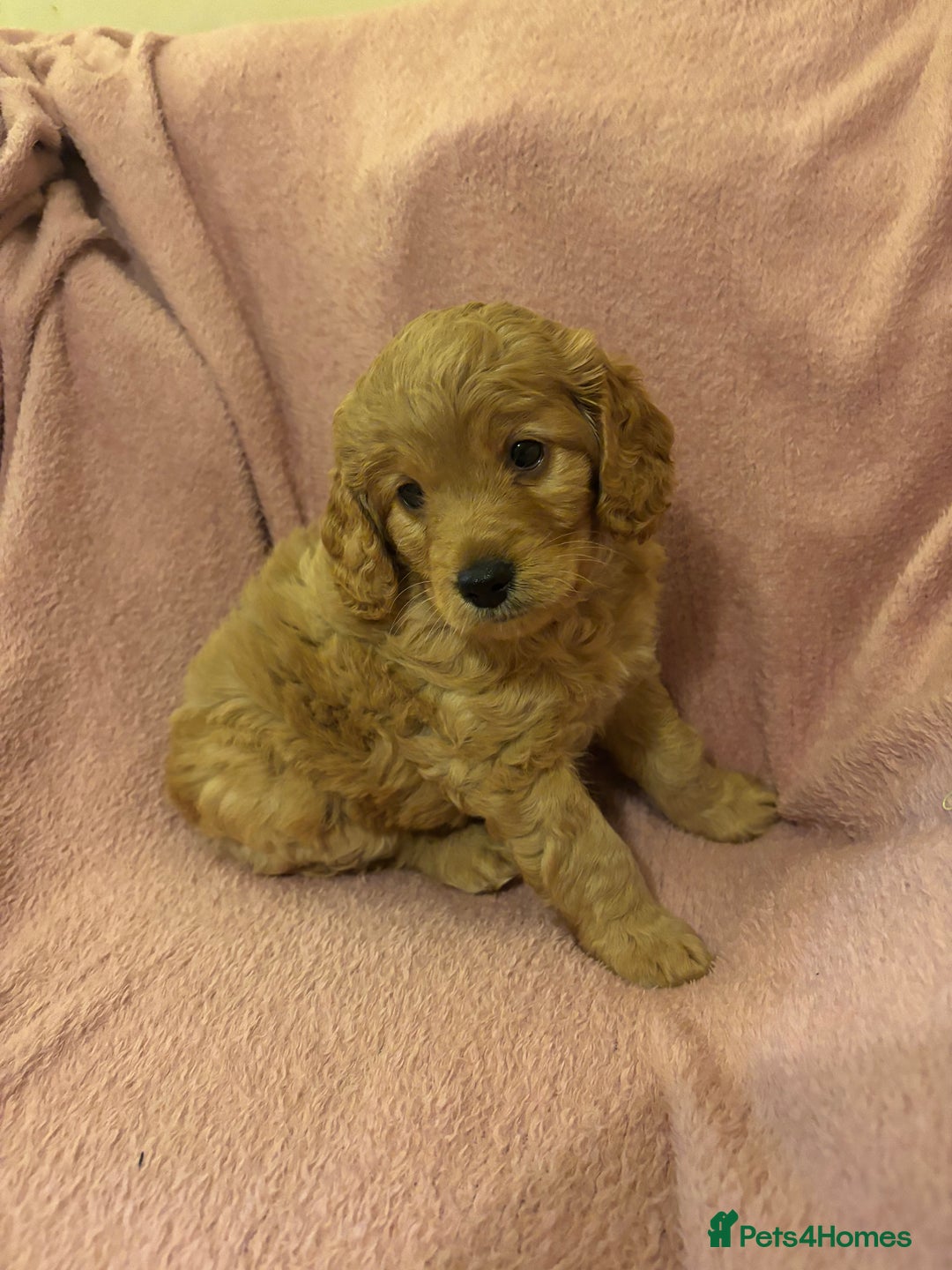 Cockapoo dogs for sale: Last cockapoo boy looking for his forever home ❤️ - Advert 10