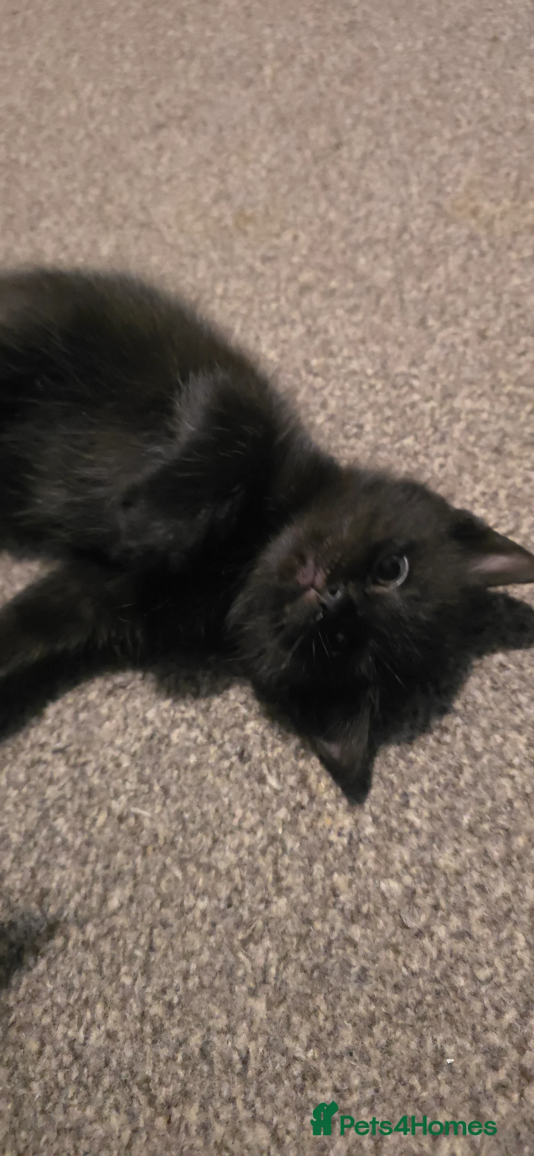 British Longhair cats for sale: Gorgeous black female kitten  - Advert 2
