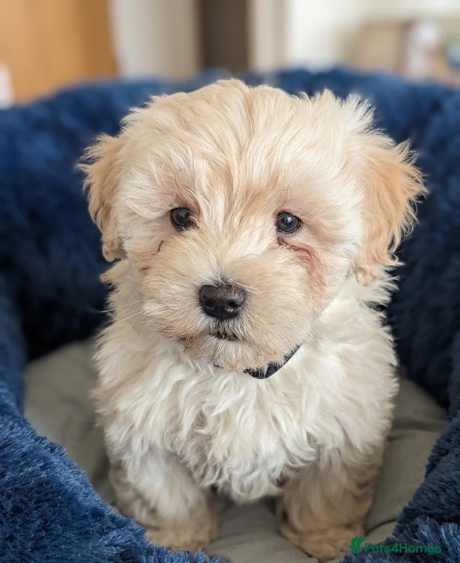 Maltipoo dogs F1 Maltipoo Puppies For Sale  - Advert 17