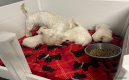 West Highland Terrier dogs for sale: Beautiful Westie puppies  - Image 10