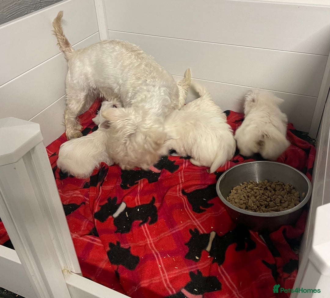 West Highland Terrier dogs for sale: Beautiful Westie puppies  - Image 10