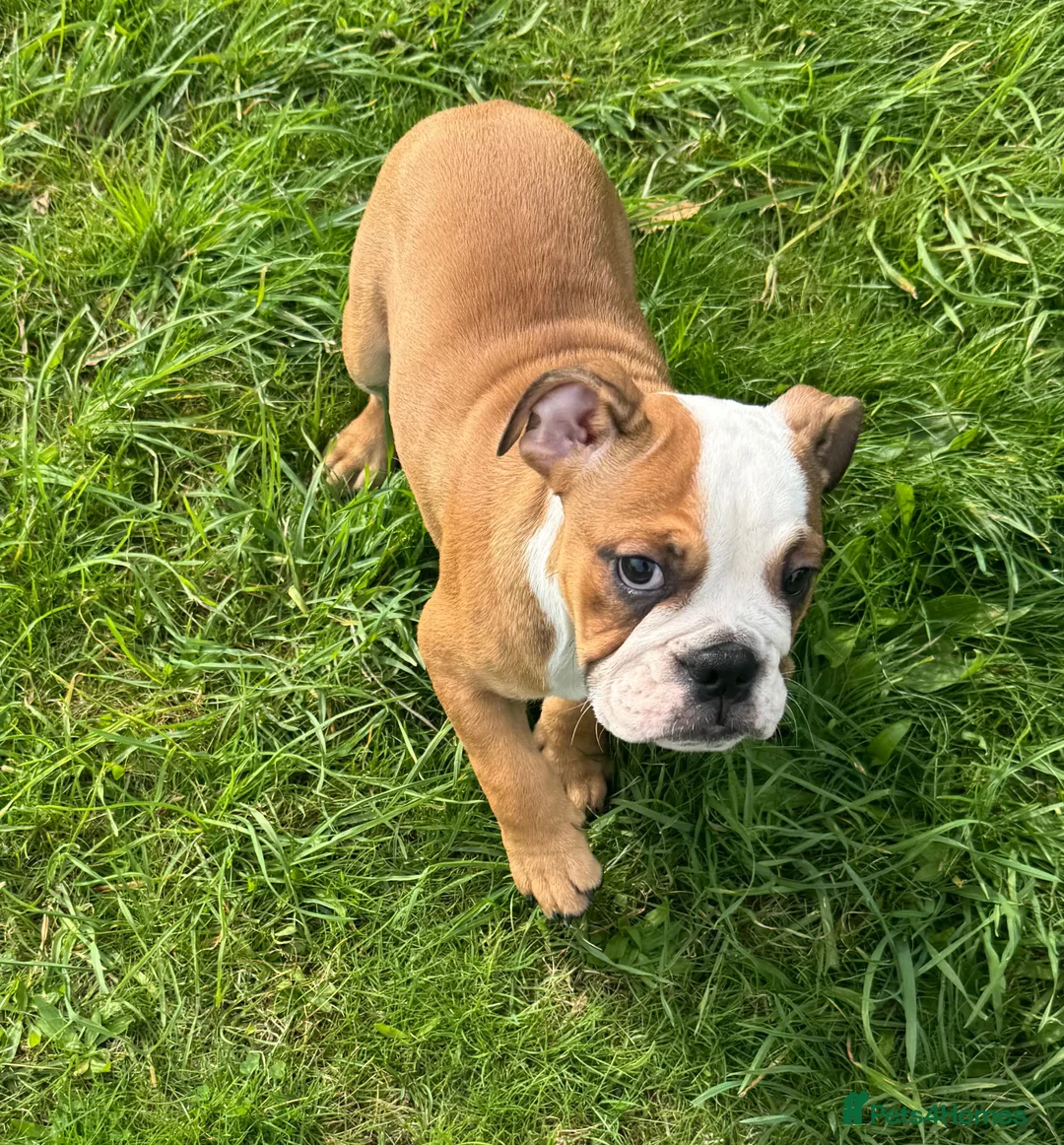 English Bulldog dogs for sale: Standard English Bulldog Puppies  - Advert 14