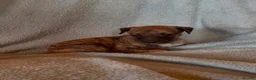 Whippet dogs for sale: Gorgeous well natured whippet puppies  - Advert 11