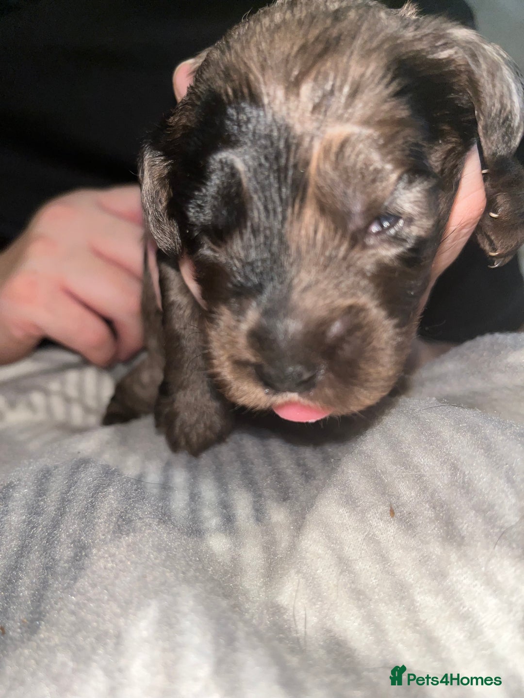 Cockapoo dogs for sale: 💫✨🐶🐾Gorgeous F1B Cockapoos🐾🐶✨💫 - Image 20