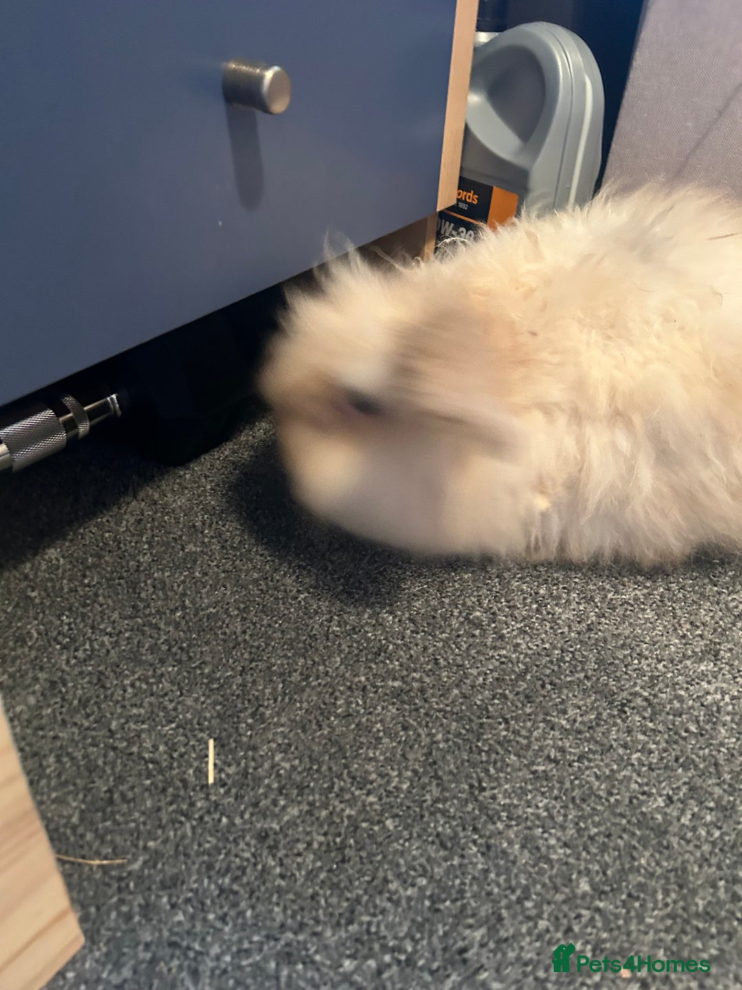 Lionhead rabbits for sale: Bonded bunnies - Advert 4