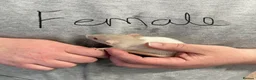 Rat rodents for sale: Baby rats - Advert 3