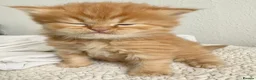 Siberian cats for sale: Fluffy red Siberian Kittens!! - Advert 6
