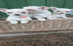 Chihuahua dogs for sale: CHIAHUAHUA PUPPYS - Image 8