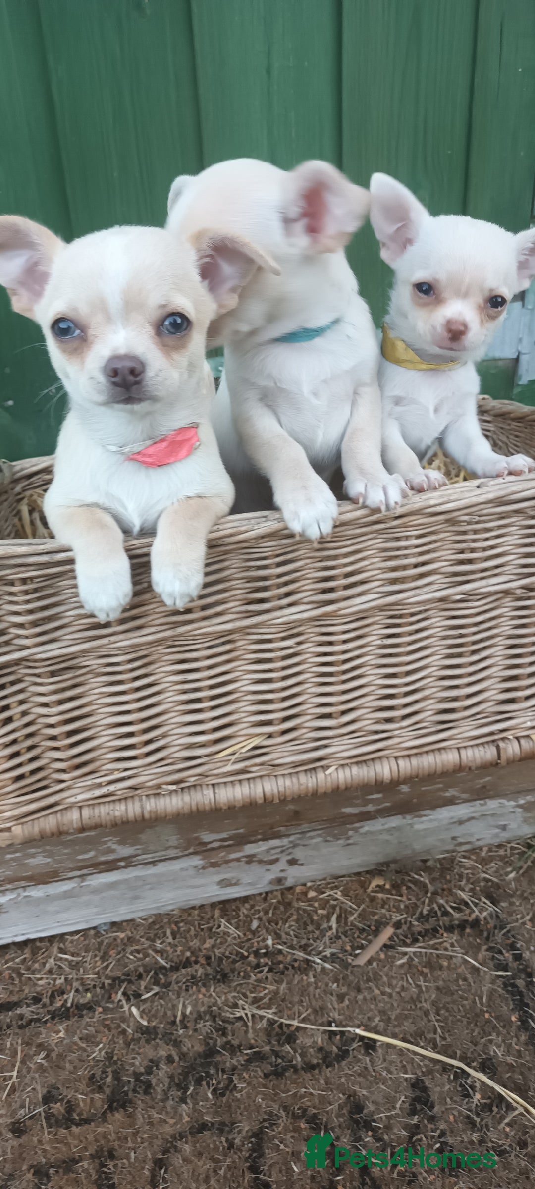 Chihuahua dogs for sale: CHIAHUAHUA PUPPYS - Image 8