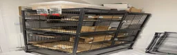 Chinchilla rodents for sale: Bonded Male Chinchillas (3 Yrs) + Everything in York - Advert 13