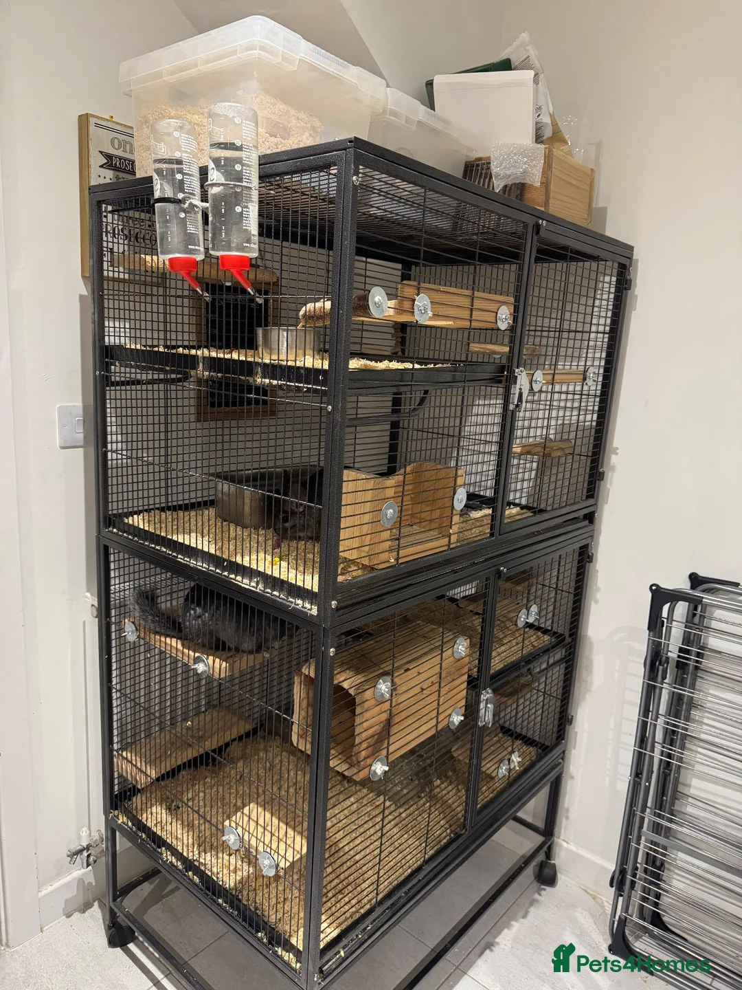 Chinchilla rodents for sale: Bonded Male Chinchillas (3 Yrs) + Everything in York - Advert 13