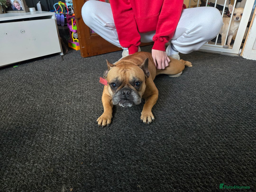 French Bulldog dogs for sale: 5 year old female  - Image 2