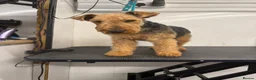 Welsh Terrier dogs for sale: Welsh terrier  - Advert 2