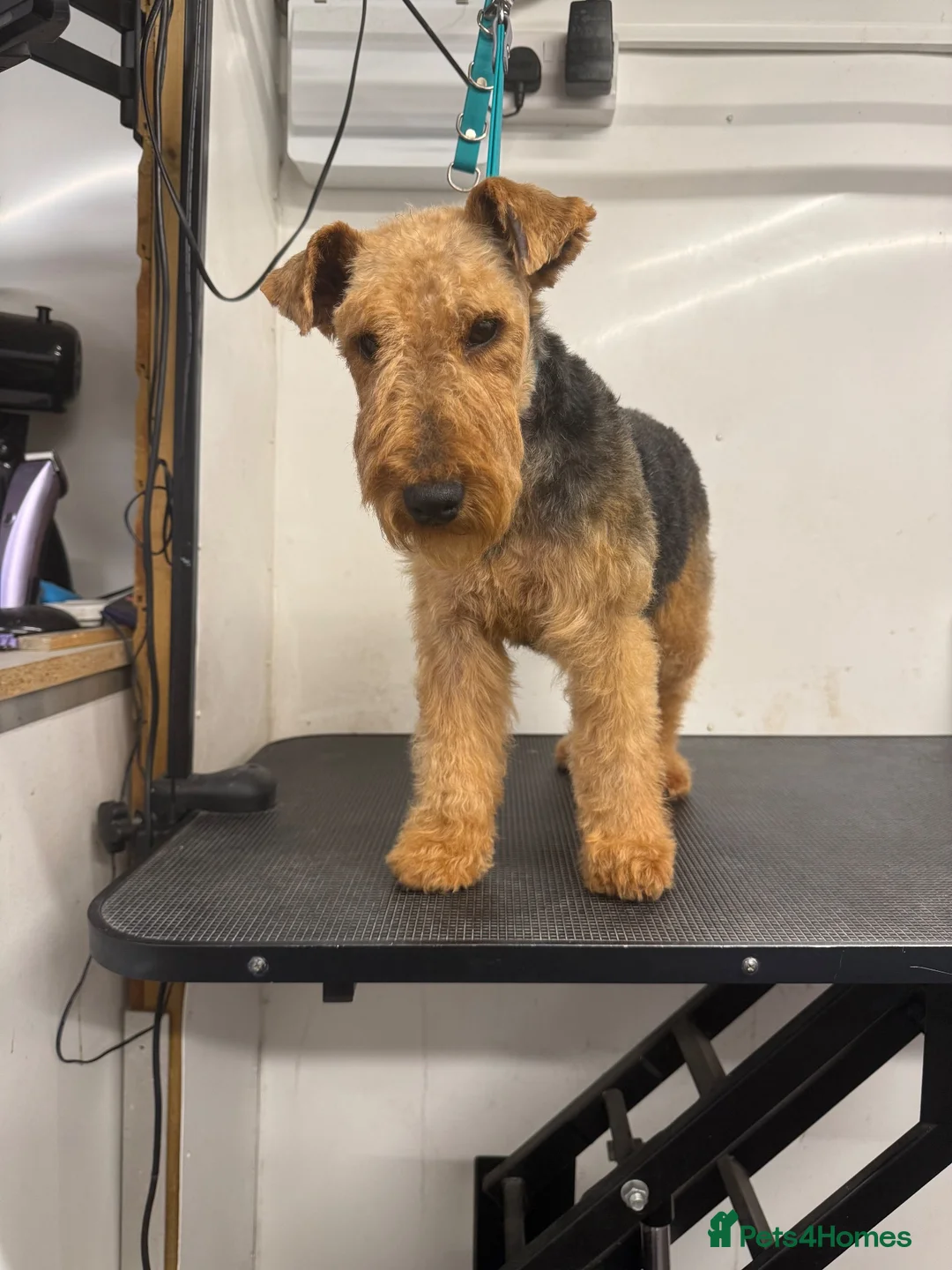 Welsh Terrier dogs for sale: Welsh terrier  - Advert 2