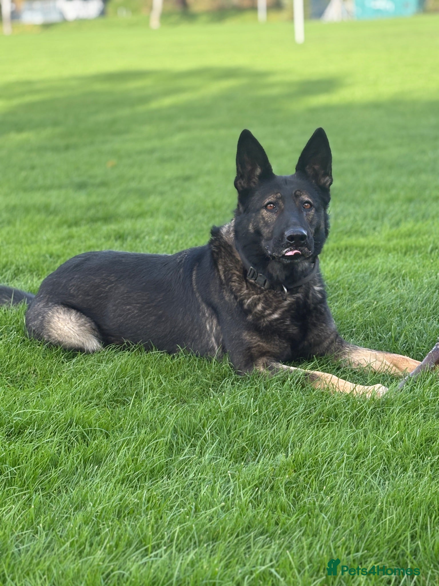 Mixed Breed dogs 8 GSD x Malinois puppies - 4 girls 4 boys - Advert 1