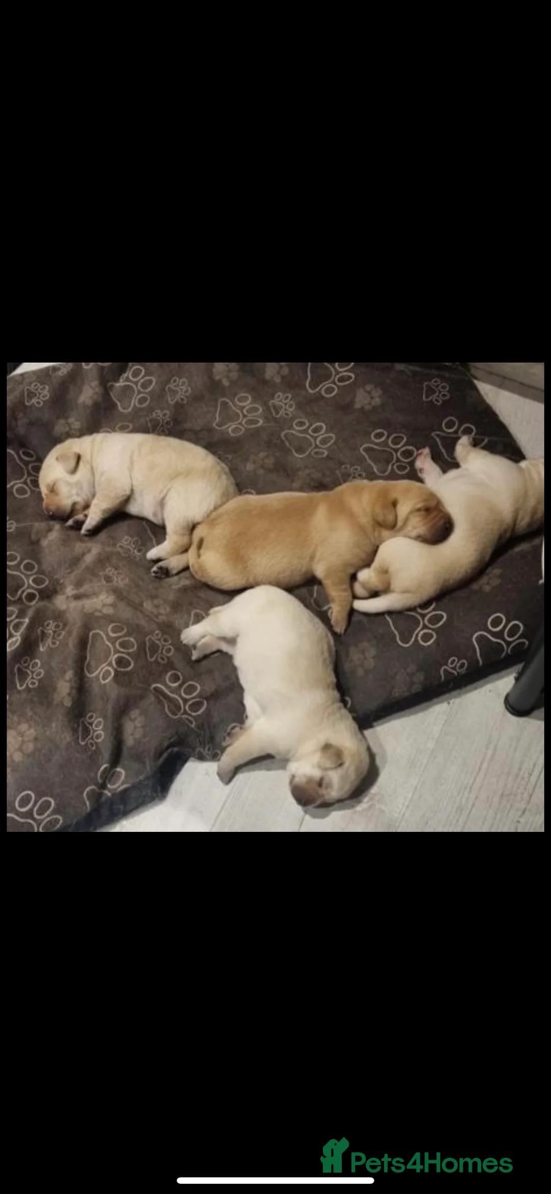 Labrador Retriever dogs for stud: KC Registered Yellow Labrador, Proven Stud  in Coalville - Advert 11