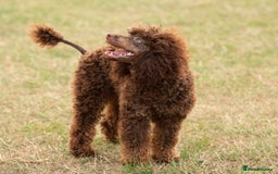 Toy Poodle dogs for stud: Hugo Chocolate & Tan outstanding toy poodle  - Image 6