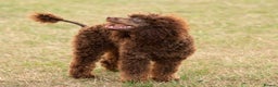 Toy Poodle dogs for stud: Hugo Chocolate & Tan outstanding toy poodle  - Advert 6