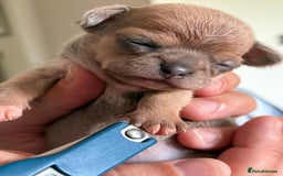 Chihuahua dogs for sale: 🩷 smooth coat chihuahua girls for you🩷  - Image 6