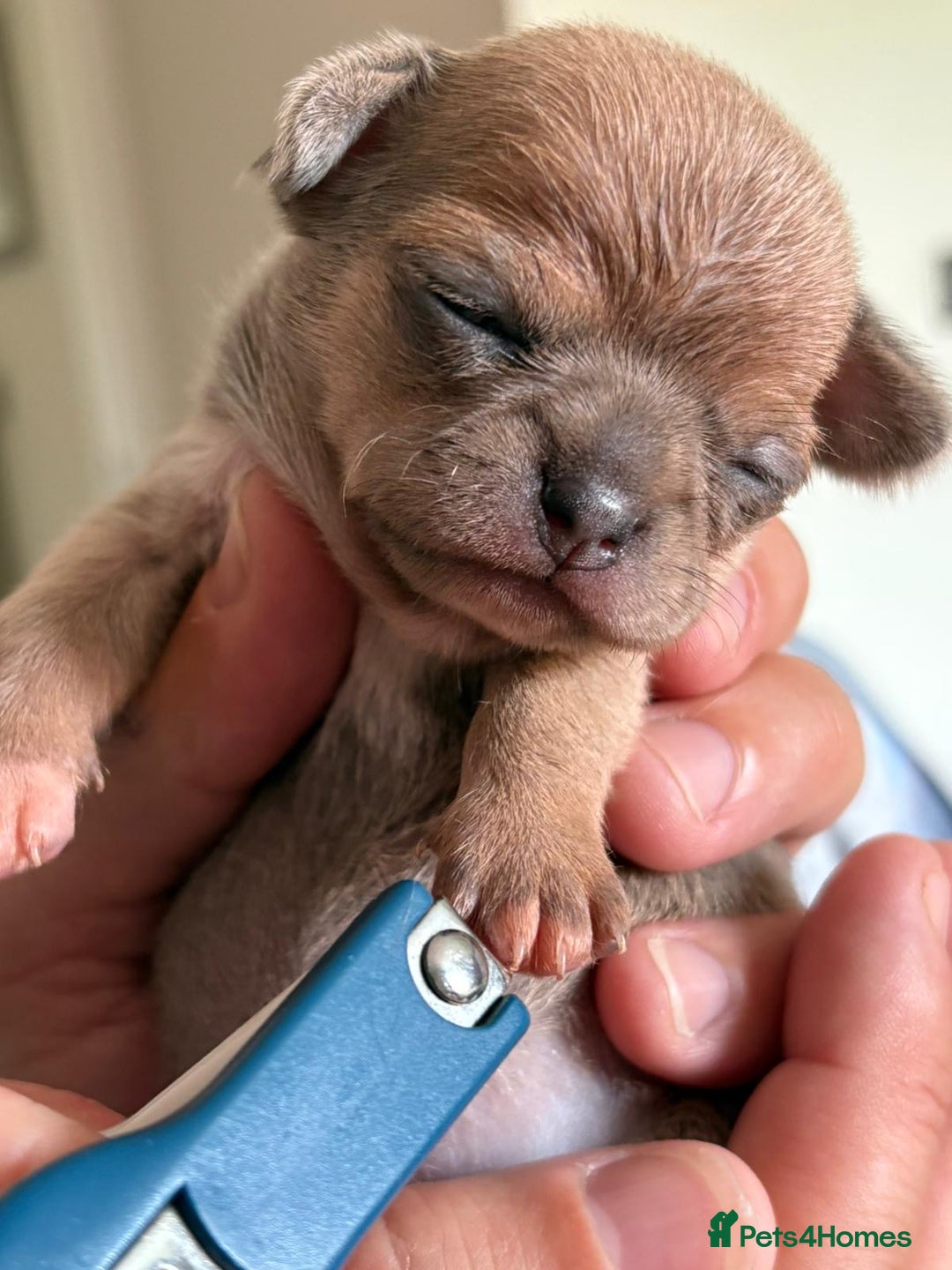 Chihuahua dogs for sale: 🩷 smooth coat chihuahua girls for you🩷  - Image 6