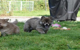 Chow Chow dogs for sale: Genuine Teddy Bear Chowski Puppies - Image 12