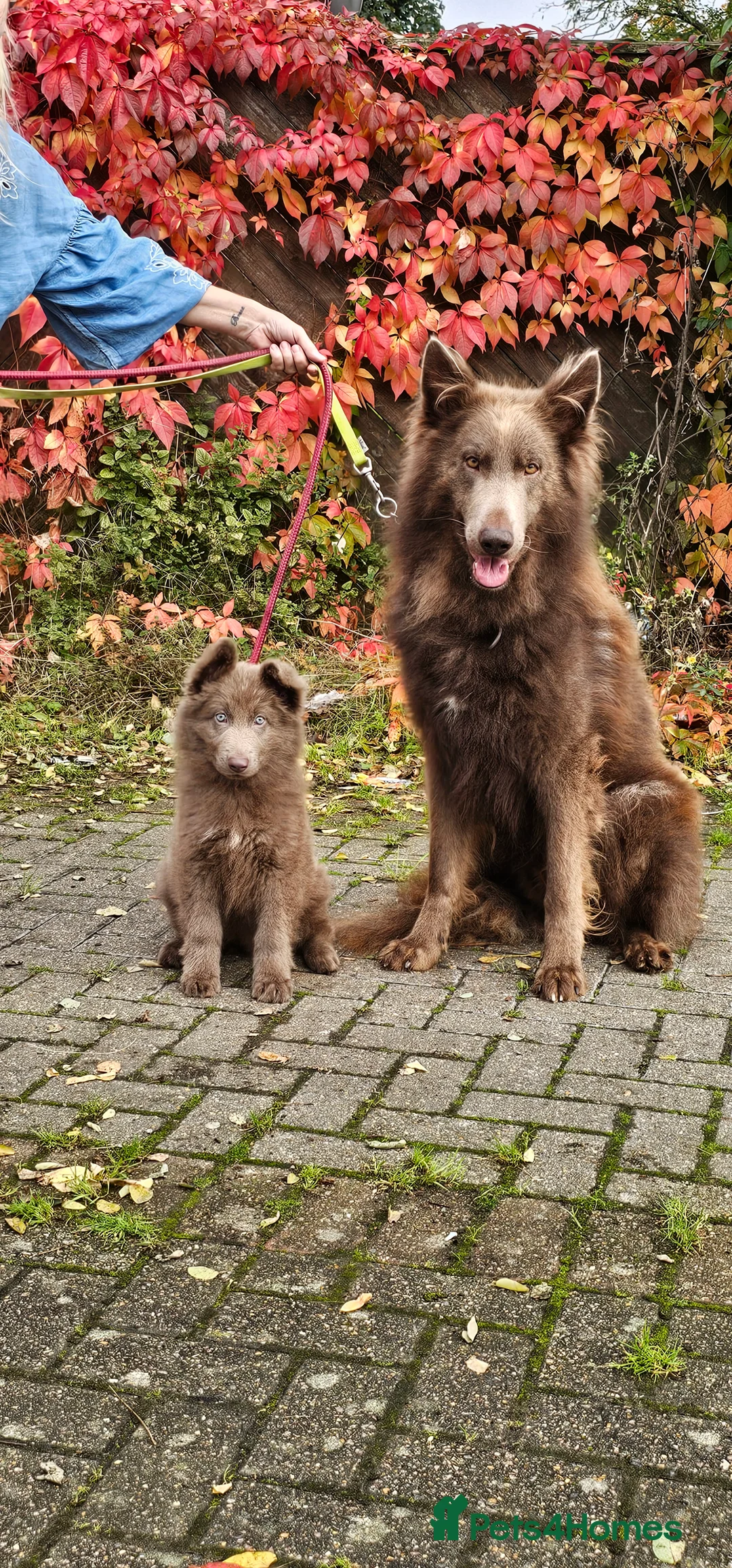 German Shepherd dogs for stud: Kc health tested solid isabella gsd in Bedford - Advert 4