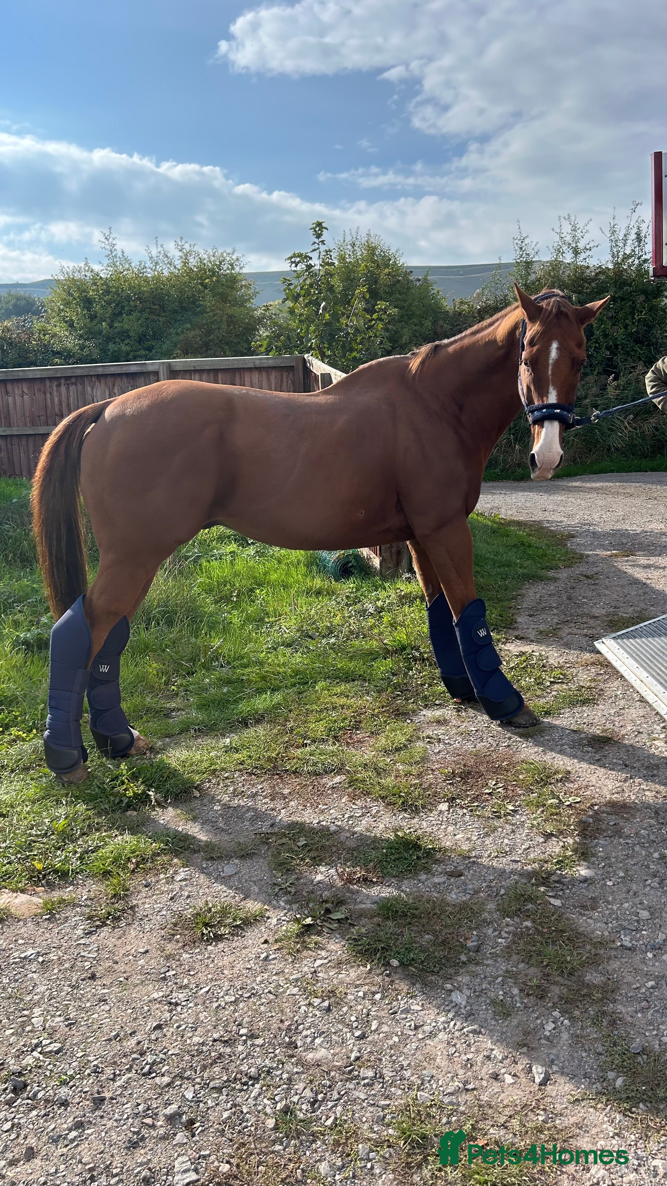 Irish Thoroughbred horses Tb gelding for sale - Advert 14