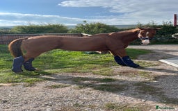 Irish Thoroughbred horses for sale: Tb gelding for sale - Advert 1