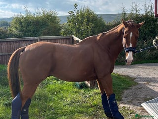 Irish Thoroughbred horses Tb gelding for sale - Advert 1