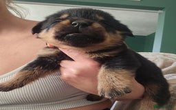 Rottweiler dogs for sale: 12 beautiful puppies  - Image 6
