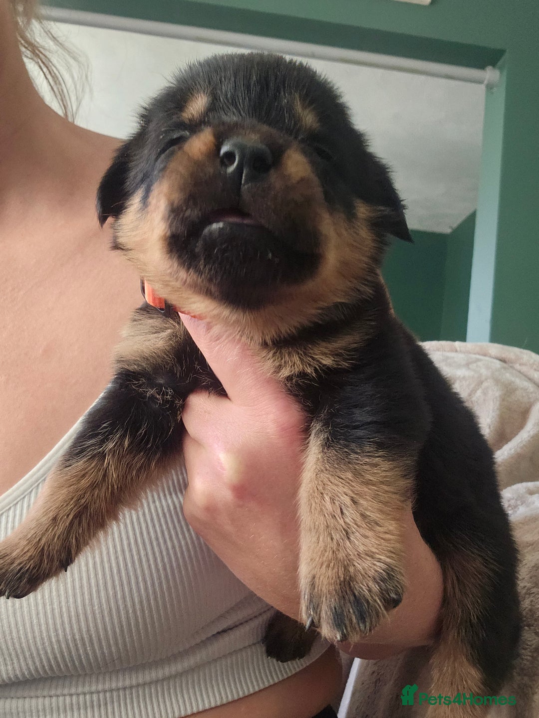 Rottweiler dogs for sale: 12 beautiful puppies  - Image 6