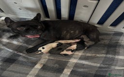 Mixed Breed dogs for sale: French Bull Jacks x 5 (All male)  - Image 2