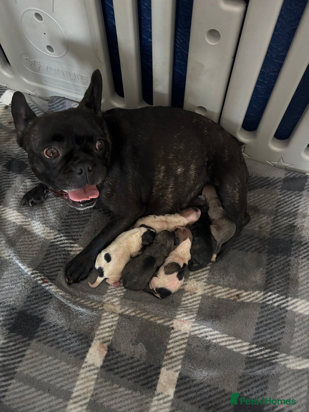 Mixed Breed dogs for sale: French Bull Jacks x 5 (All male)  - Image 2