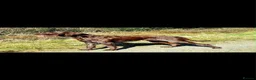 German Shorthaired Pointer dogs for sale: Bronson  - Advert 4