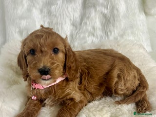 Goldendoodle dogs Outstanding quality fully tested Goldendoodle pups - Advert 10