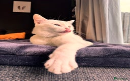 Mixed Breed cats for sale: White male cat rehome - Advert 2