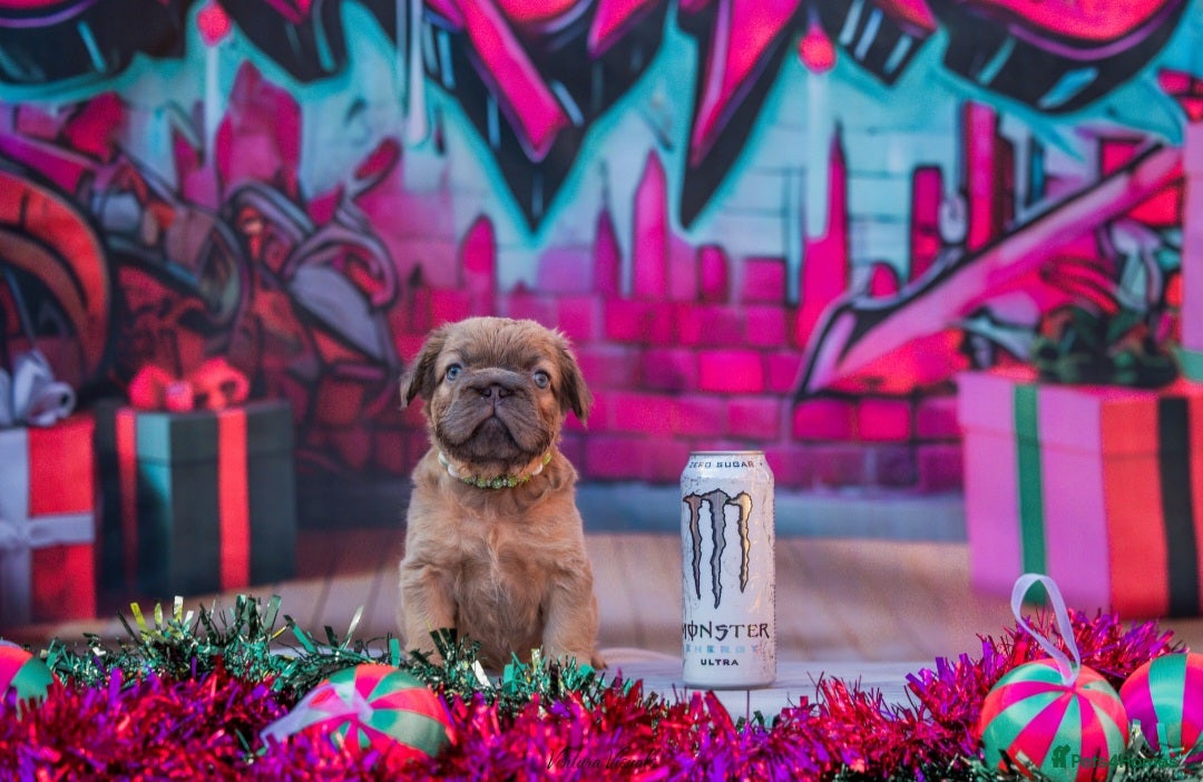 French Bulldog dogs Adorable fluffy frenchies ready for loving homes - Advert 3