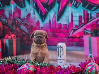 French Bulldog dogs Adorable fluffy frenchies ready for loving homes - Advert 2