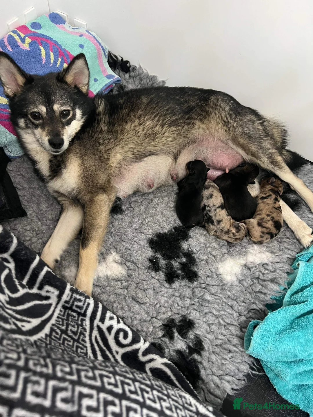 Pomeranian dogs for stud: STUD Chocolate and Tan Merle Blue Eyes Puppy Size in Guildford - Advert 34